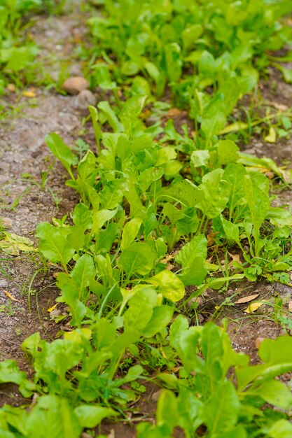 Hoja de espinaca en el campo de la agricultura.