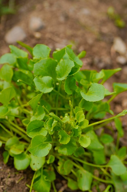 Hoja de espinaca en el campo de la agricultura.