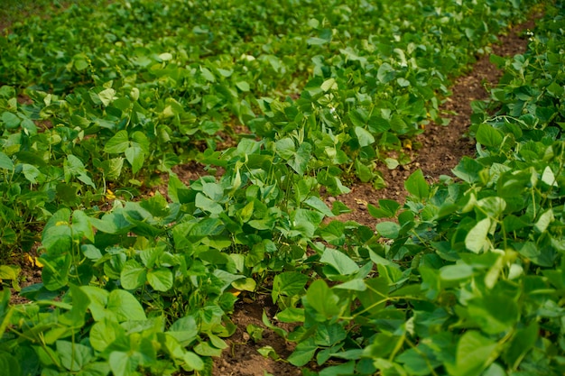 Hoja de espinaca en el campo de la agricultura.