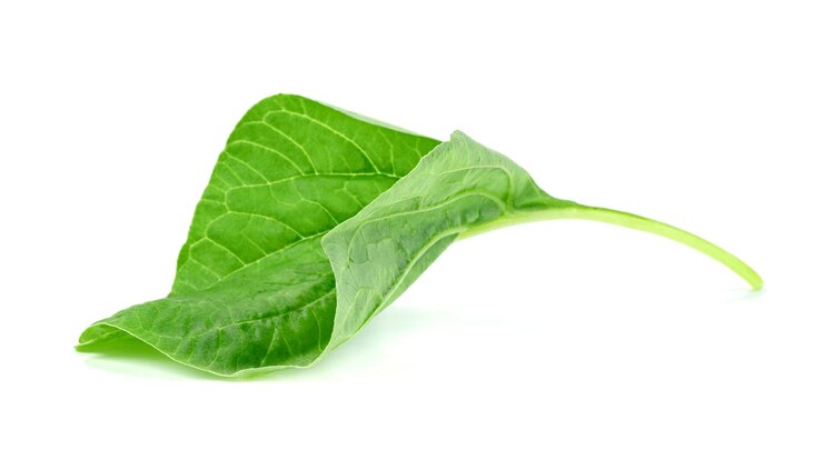 Hoja de espinaca verde o Amaranthus viridis en Tailandia aislada en fondo blanco Patrón de hojas verdes