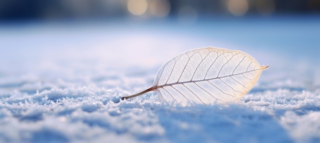Hoja de esqueleto transparente blanca en la nieve al aire libre en invierno Bonita textura