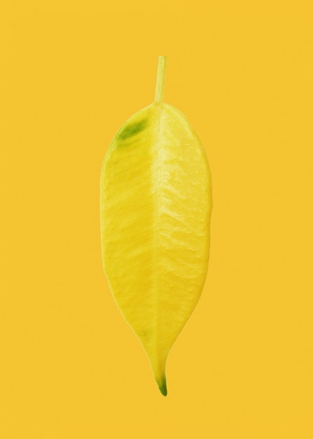 Hoja de ficus amarillenta sobre superficie amarilla en primer plano.