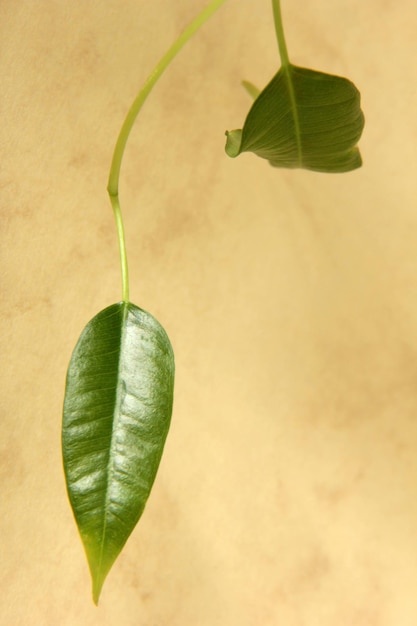 Hoja de ficus en colores de fondo