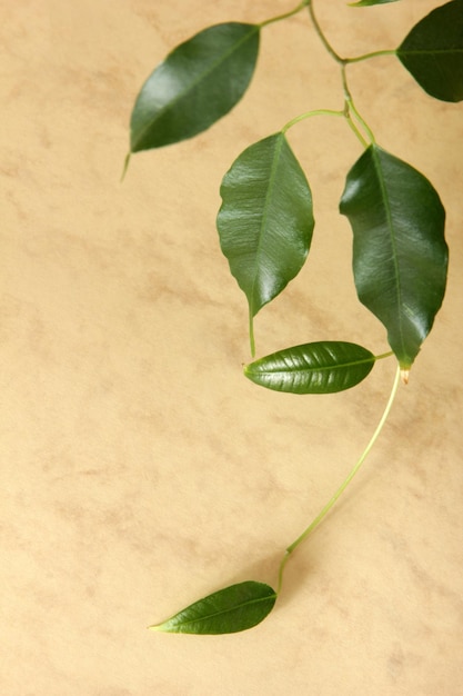 Hoja de ficus en colores de fondo