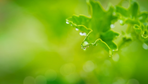 Hoja de flor de pelargonio con gotas de lluvia sobre fondo verde Espacio de copia de disparo macro