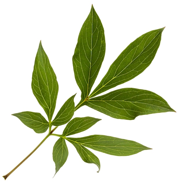 Foto hoja de flor de peonía lat paeonia aislado sobre fondo blanco.