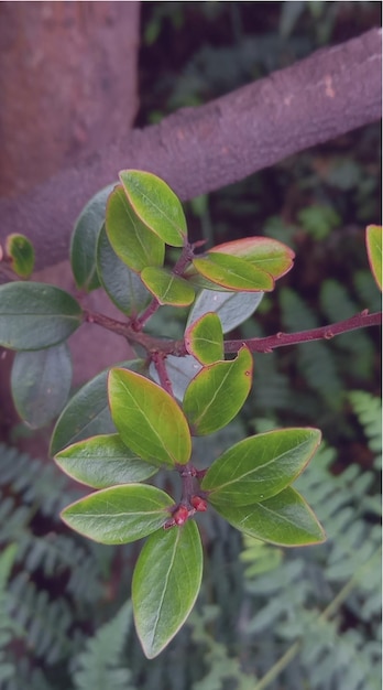 Hoja de fondo HD