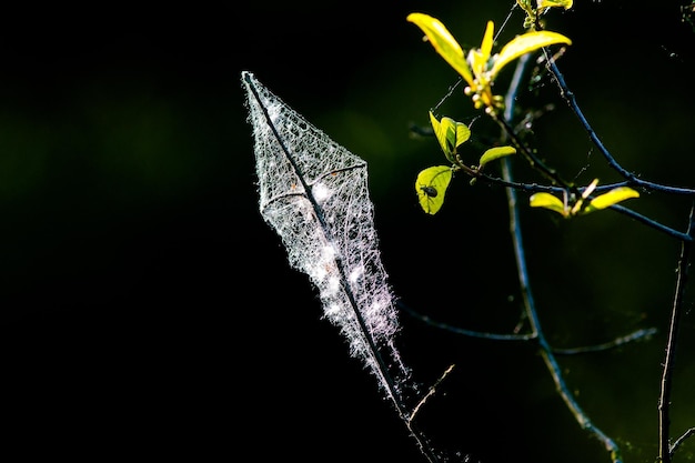 Foto una hoja con un fondo verde y un fondo borroso