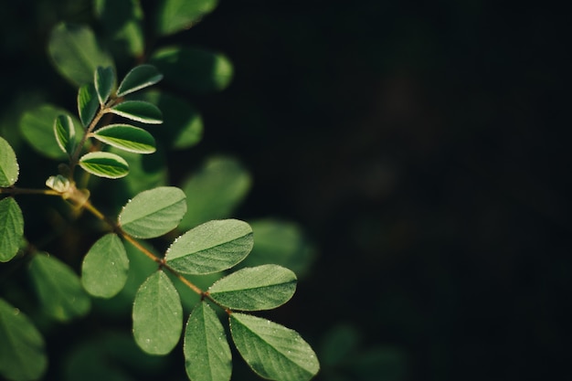 Hoja de fondo verde