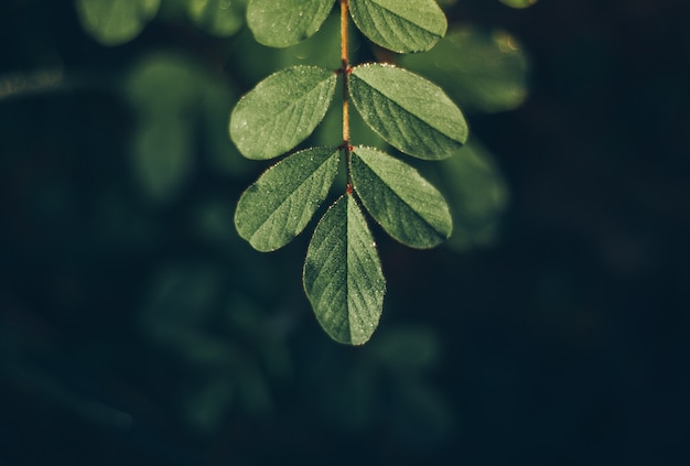 Hoja de fondo verde