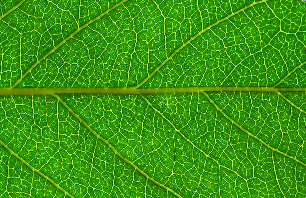 hoja de fondo