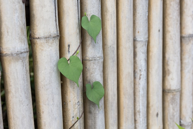 Hoja en forma de corazón en bambú