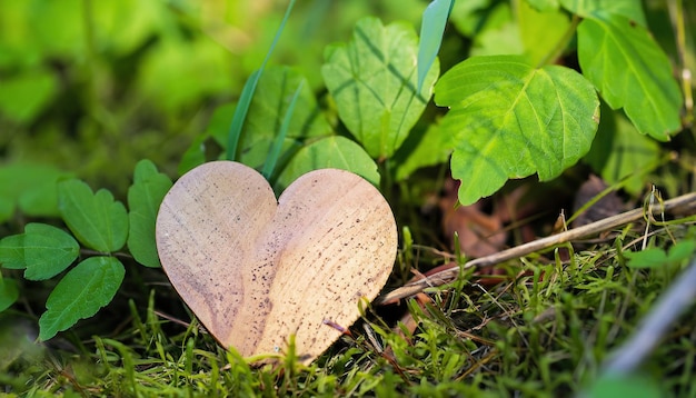 Foto una hoja en forma de corazón está en la hierba.