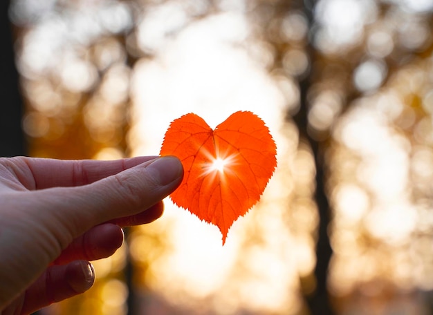 Hoja en forma de corazón rojo en una mano con sol brillando a través de ella