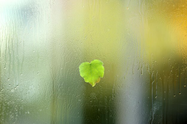 Hoja en forma de corazón sobre vidrio húmedo