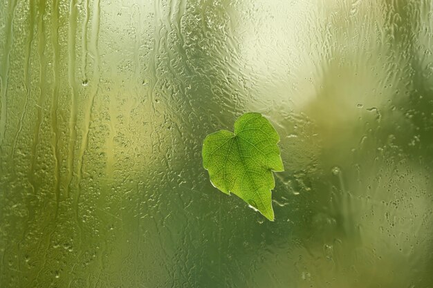 Hoja en forma de corazón sobre vidrio húmedo