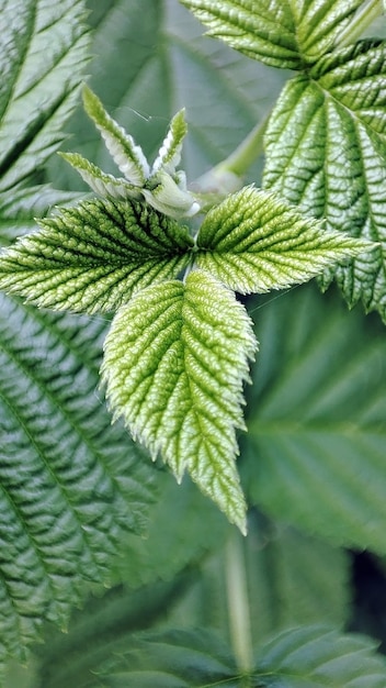 Hoja de frambuesa joven