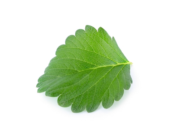 Hoja de fresa aislada en blanco