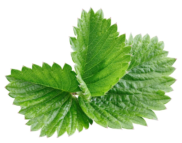 Hoja de fresa aislada sobre fondo blanco con trazado de recorte