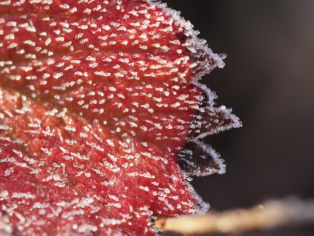 hoja de fresa decorada con escarcha