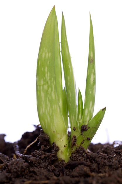 Hoja fresca de aloe vera aislada en blanco.