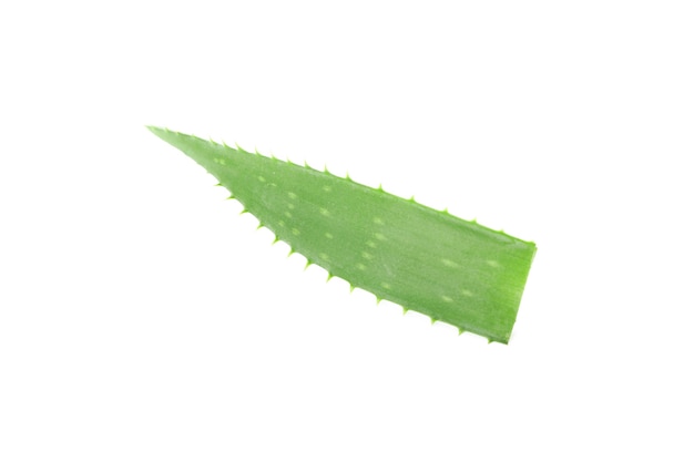 Hoja fresca de aloe vera aislada sobre fondo blanco. Planta de tratamiento