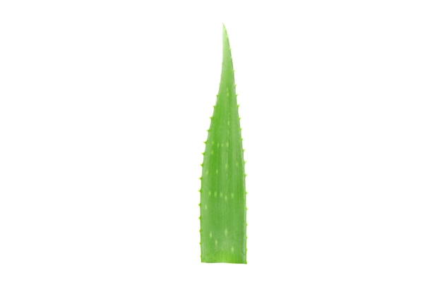 Hoja fresca de aloe vera aislada sobre fondo blanco. Planta de tratamiento