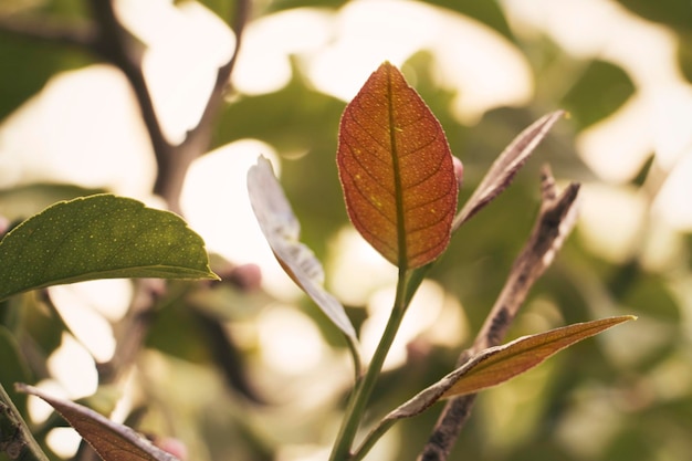 Una hoja fresca crece en una rama