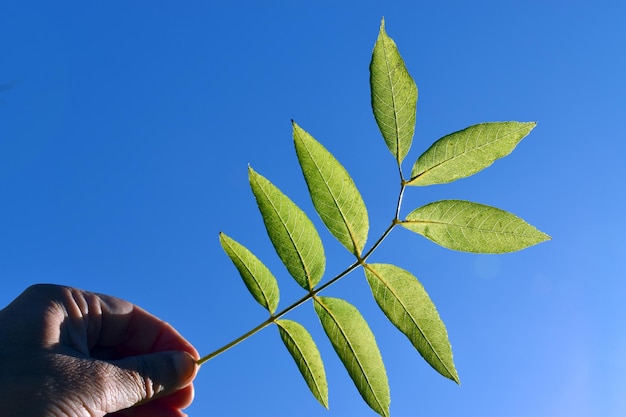 Hoja de fresno (Fraxinus excelsior) sostenida por la mano contra un cielo azul