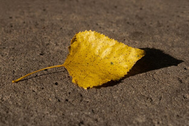 Foto hoja de fresno de otoño amarillo