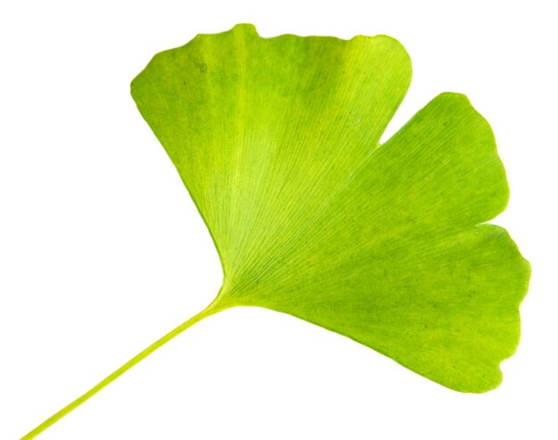 Hoja de ginkgo biloba aislada en blanco