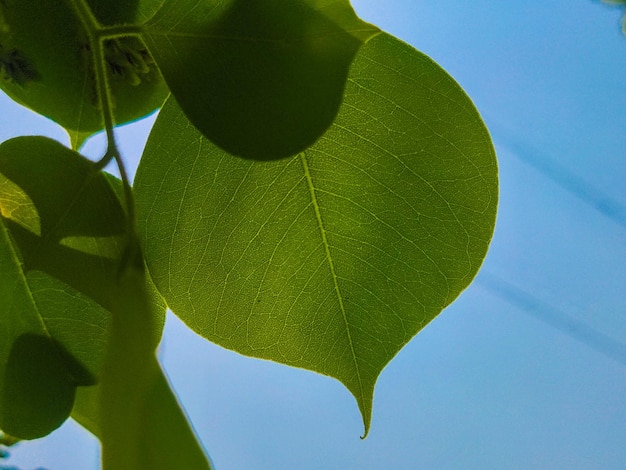 Una hoja con una gota de agua sobre ella.