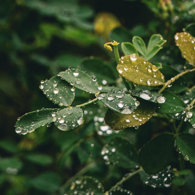 Una hoja con gotas de agua está cubierta de rocío.