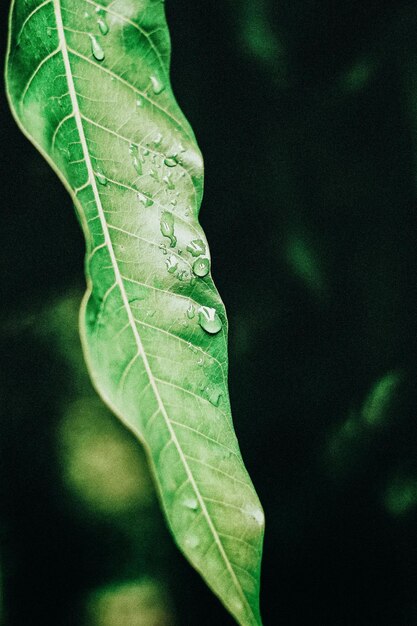 una hoja con gotas de agua y una gota de agua en ella