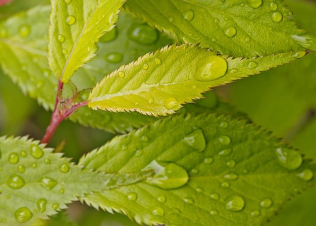 una hoja con gotas de agua y unas gotas de agua encima.