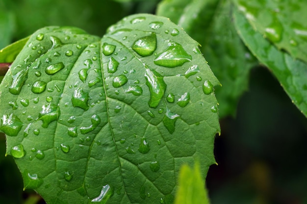 Una hoja con gotas de agua sobre ella