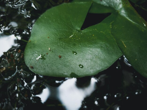 Una hoja con gotas de agua sobre ella