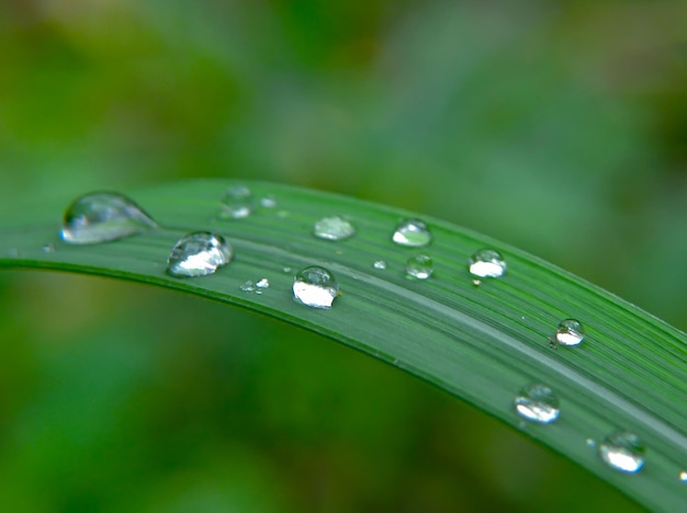 Una hoja con gotas de agua sobre ella