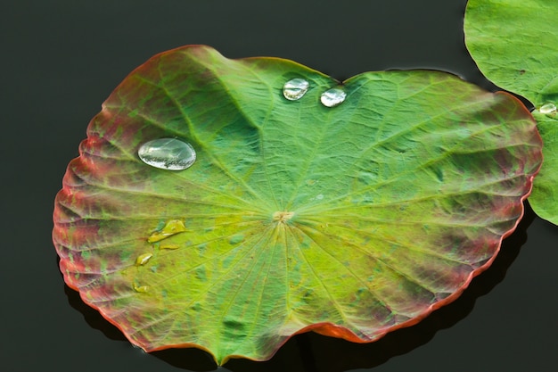 Hoja con gotas de agua