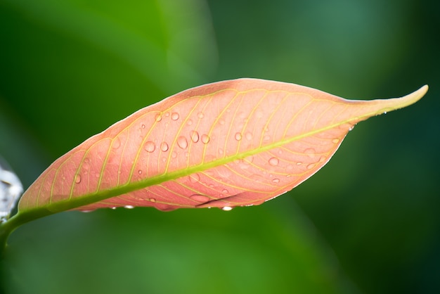 Hoja con gotas de agua