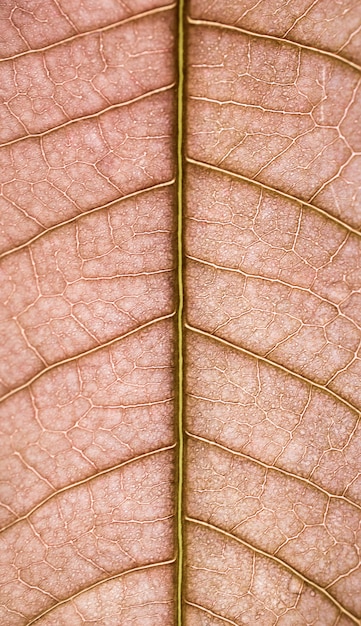 Hoja con gotas de agua