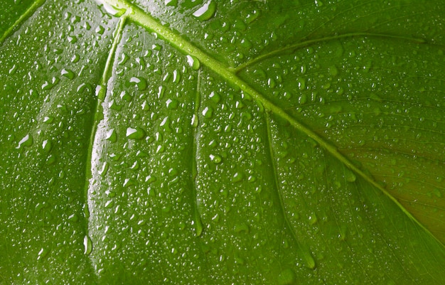 hoja con gotas