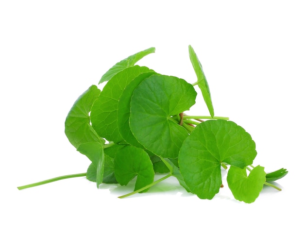 Hoja de gotu kola sobre fondo blanco.