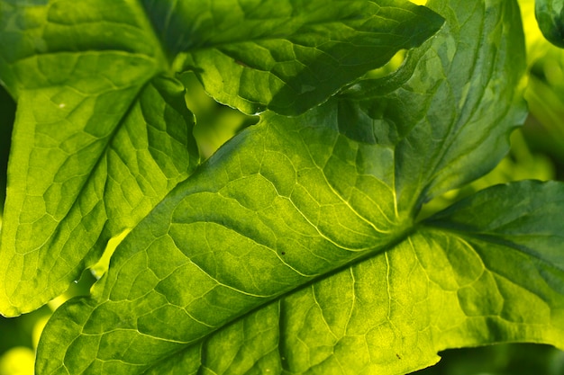 Hoja grande en la naturaleza