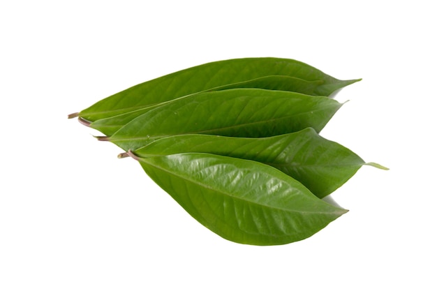 Hoja de guayaba aislado sobre un fondo blanco.