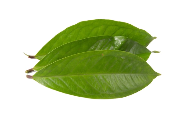 Hoja de guayaba aislado sobre un fondo blanco.