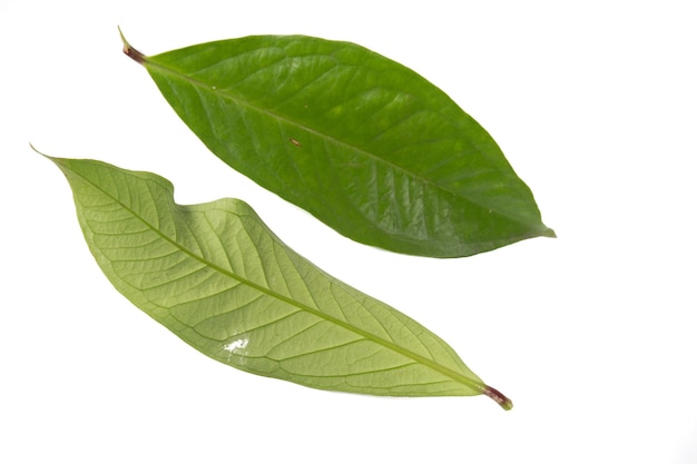 Hoja de guayaba aislado sobre un fondo blanco.