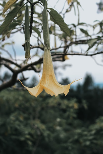 hoja de helecho anda flor