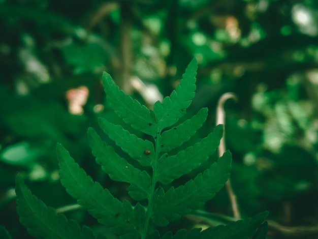 Una hoja de helecho en un bosque