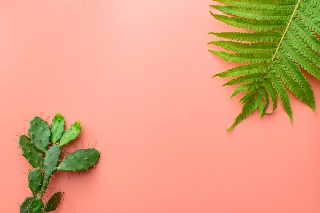 Hoja de helecho, cactus sobre fondo rosa